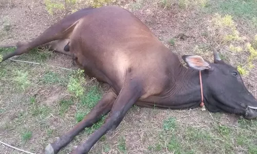 அறுந்து கிடந்த மின்கம்பியை மிதித்த மாடு பலி