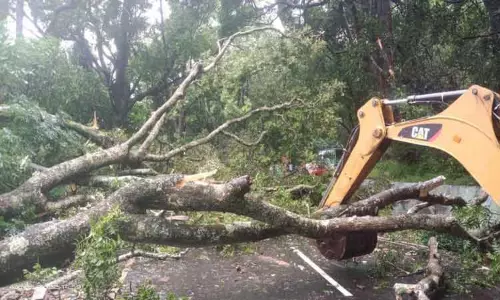 வால்பாறை-பொள்ளாச்சி மலைப்பாதையில் 9 இடங்களில் மரம் விழுந்து போக்குவரத்து பாதிப்பு