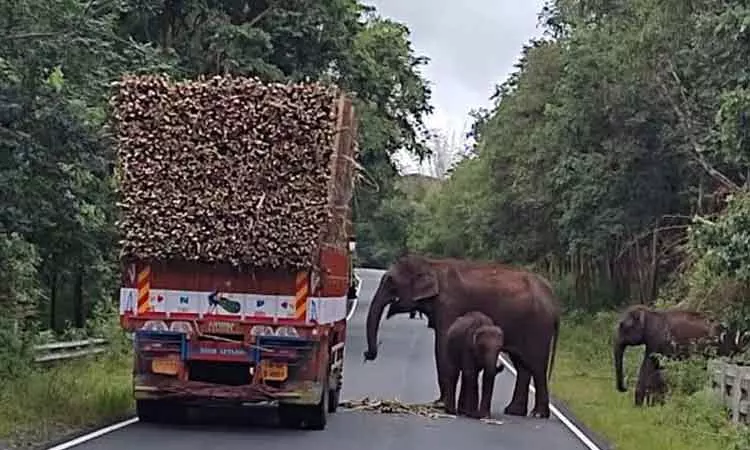 ஆசனூர் அருகே  கரும்பு லாரியை குட்டிகளுடன் வழிமறித்த யானை; போக்குவரத்து பாதிப்பு;  ஆம்புலன்சில் 45 நிமிடம் சிக்கி தவித்த நோயாளி