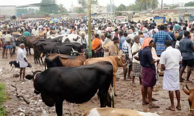 தொடர் மழை காரணமாக  கருங்கல்பாளையம் சந்தைக்கு மாடுகள் வரத்து குறைவு