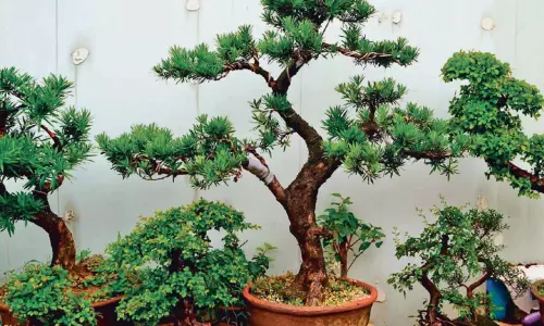 வீட்டை அழகு படுத்தும் போன்சாய் (Bonsai ) மர வகைகள் வீட்டை அழகு படுத்தும் போன்சாய் (Bonsai ) மர வகைகள்