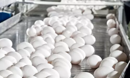 உலக அளவில் முட்டை உற்பத்தியில் 3வது இடத்தில் இந்தியா! உலக அளவில் முட்டை உற்பத்தியில் 3வது இடத்தில் இந்தியா!