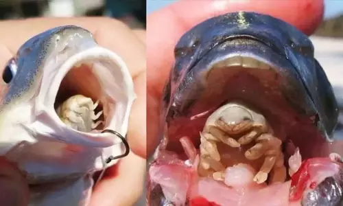 மீனின் நாக்கை காலி செய்து, புது நாக்காக உயிர் வாழும் விசித்திர ஒட்டுண்ணி