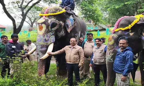 தசரா யானைகளின் கஜபயணம் இன்று நடக்கிறது; வீரனஒசஹள்ளியில் ஏற்பாடுகள் தீவிரம் தசரா யானைகளின் கஜபயணம் இன்று நடக்கிறது; வீரனஒசஹள்ளியில் ஏற்பாடுகள் தீவிரம்