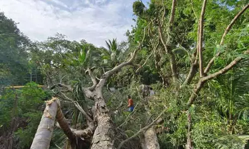 ராட்சதமரம் விழுந்து 2 வீடுகள் சேதம்