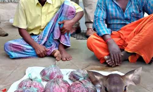 ஆத்தூர் காமராஜர் அணைப்பகுதியில் கடமான் வேட்டையாடிய 2 பேர் கைது ஆத்தூர் காமராஜர் அணைப்பகுதியில் கடமான் வேட்டையாடிய 2 பேர் கைது