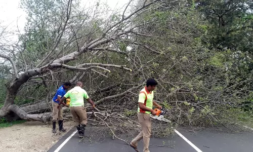 நாமக்கல் அருகே  சாலையில் மரம் சாய்ந்ததால் போக்குவரத்து பாதிப்பு
