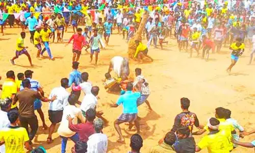 பாரம்பரிய வழக்கப்படி எருதுகட்டு விழா