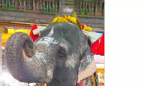 மீனாட்சி அம்மன் கோவில் யானையை தாக்கியதில் ரத்தம் வழிந்ததால் பரபரப்பு