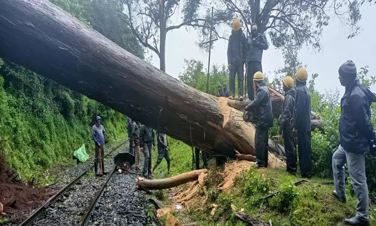 தண்டவாளத்தில் ராட்சத மரம் விழுந்தது; மலை ரெயில் ரத்து