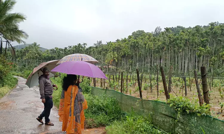 விவசாய பயிர்களை அழுகாமல் பாதுகாப்பது எப்படி? விவசாய பயிர்களை அழுகாமல் பாதுகாப்பது எப்படி?