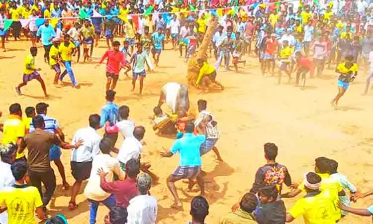 பாரம்பரிய வழக்கப்படி எருதுகட்டு விழா பாரம்பரிய வழக்கப்படி எருதுகட்டு விழா