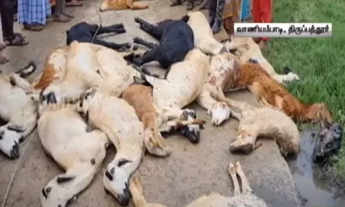 உயர் அழுத்த மின் கம்பி அறுந்து விழுந்து விபத்து: 17 ஆடுகள் மின்சாரம் தாக்கி உயிரிழப்பு !