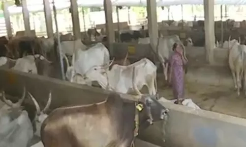 உத்தர பிரதேசம் கோசாலையில்  61 பசுக்கள் உயிரிழப்புக்கு காரணம் என்ன? மருத்து அறிக்கையில் தகவல்