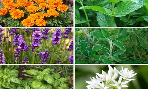 இயற்கை கொசு விரட்டி இயற்கை கொசு விரட்டி