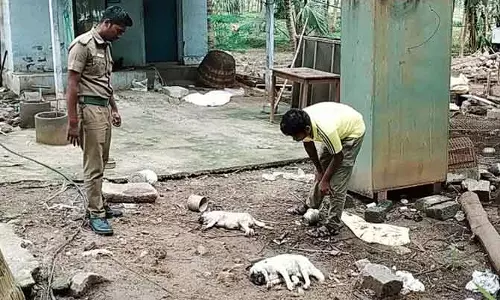 வெறிநாய் கடித்து 2 நாய்குட்டி, வாத்துகள் சாவு