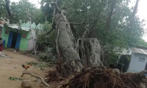 ஆலமரம் வேரோடு சாய்ந்தது