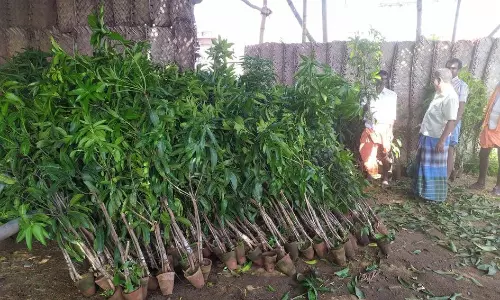 பட்டிவீரன்பட்டி பகுதியில் மா மரக்கன்று நடும் பணி தீவிரம்