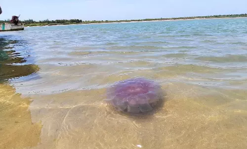 அழகும், ஆபத்தும் நிறைந்த ஜெல்லி மீன்கள் அழகும், ஆபத்தும் நிறைந்த ஜெல்லி மீன்கள்