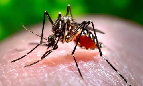 டெல்லியில் இந்த மாதத்தில் 5 பேருக்கு டெங்கு காய்ச்சல் உறுதி டெல்லியில் இந்த மாதத்தில் 5 பேருக்கு டெங்கு காய்ச்சல் உறுதி