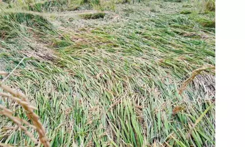 தொடர் மழையால் அறுவடைக்கு தயாரான நெற்பயிர்கள் சேதம் தொடர் மழையால் அறுவடைக்கு தயாரான நெற்பயிர்கள் சேதம்