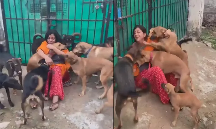 பெண் மீது தெருநாய்கள் காட்டும் அன்பு - வீடியோ