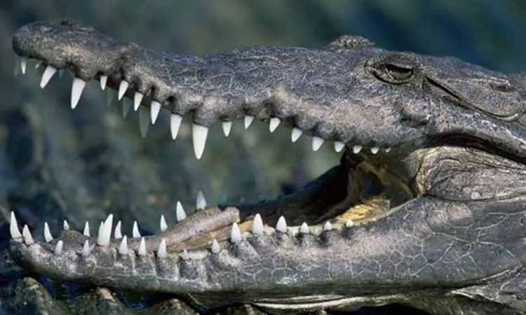 முதலை தாக்கி ஒருவர் உயிரிழப்பு - பல மணிநேர தேடுதலுக்குப் பிறகு உடல் கண்டெடுப்பு