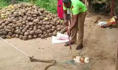 வீட்டிற்குள் புகுந்த பாம்பு வீட்டிற்குள் புகுந்த பாம்பு