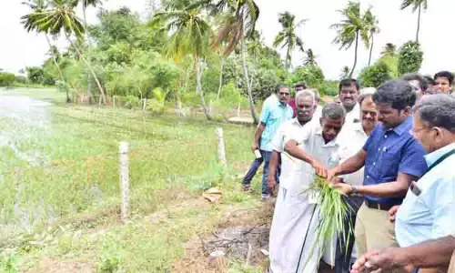 முக்கொம்புக்கு மீண்டும் நீர்வரத்து அதிகரிப்பு முக்கொம்புக்கு மீண்டும் நீர்வரத்து அதிகரிப்பு