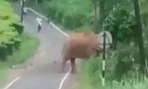 வாகனங்களை வழிமறித்த காட்டு யானை