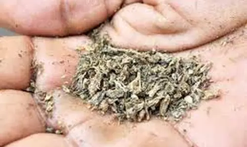 கஞ்சா விற்ற மூதாட்டி கைது கஞ்சா விற்ற மூதாட்டி கைது
