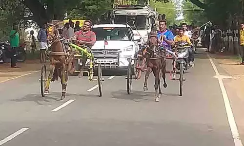 குதிரை, மாட்டு வண்டி பந்தயம்