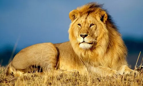 உலக சிங்க தினம்