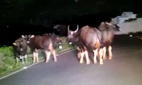 வனவிலங்குகள் நடமாட்டம் அதிகரிப்பு