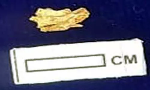 சிவகளை அகழாய்வில்  தங்கப்பொருள் கண்டுபிடிப்பு