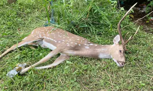 கல்லாரில் தடுப்பு வேலியில் சிக்கி புள்ளிமான் சாவு