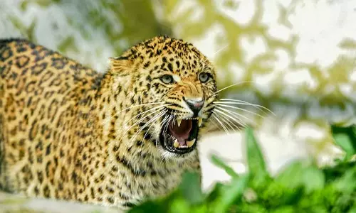 தொடர் அட்டகாசம் செய்த சிறுத்தை, கூண்டில் சிக்கியது; கிராம மக்கள் மகிழ்ச்சி