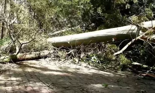 மலைப்பாதையில் விழுந்த ராட்சத மரம்