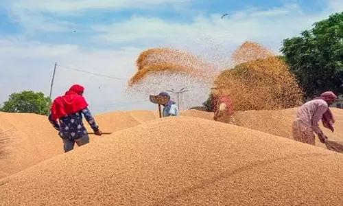 கோதுமை ஏற்றுமதிக்கு தடை நடவடிக்கைக்கு பலன் - தட்டுப்பாடின்றி கிடைப்பதால் விலை வீழ்ச்சி!