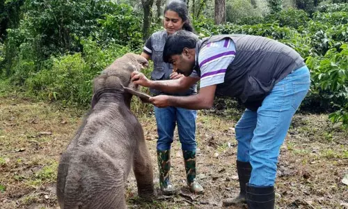 பொன்னம்பேட்டையில் ஆற்றில் அடித்து வரப்பட்ட குட்டி யானை உயிருடன் மீட்பு; துபாரே முகாமுக்கு அனுப்பி வைப்பு பொன்னம்பேட்டையில் ஆற்றில் அடித்து வரப்பட்ட குட்டி யானை உயிருடன் மீட்பு; துபாரே முகாமுக்கு அனுப்பி வைப்பு