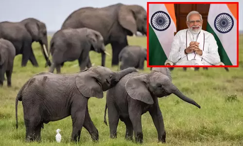 உலக யானைகள் தினம்: யானைகளை பாதுகாப்போம் - பிரதமர் மோடி டுவீட் உலக யானைகள் தினம்: யானைகளை பாதுகாப்போம் - பிரதமர் மோடி டுவீட்