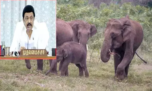 அகஸ்தியர் மலையை யானைகள் காப்பகமாக அறிவிக்கப்பட்டதற்கு முதல் அமைச்சர் வரவேற்பு