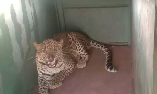 4 வயது ஆண் சிறுத்தை, கூண்டில் சிக்கியது 4 வயது ஆண் சிறுத்தை, கூண்டில் சிக்கியது