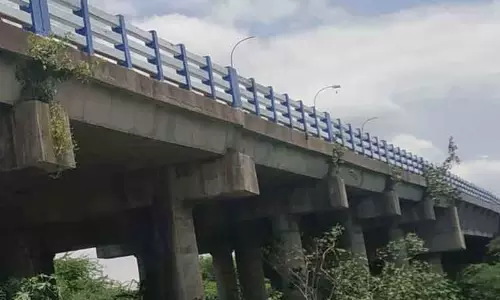 மேம்பால சுவரில் வளர்ந்துள்ள செடி, கொடிகள் மேம்பால சுவரில் வளர்ந்துள்ள செடி, கொடிகள்