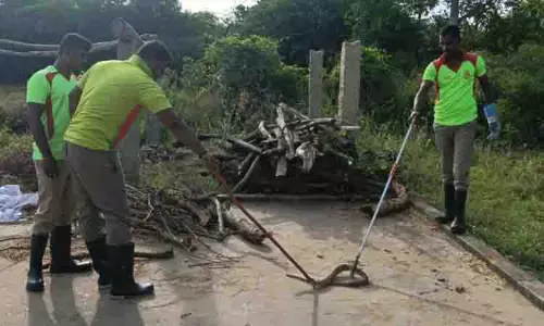 பொதுமக்களை அச்சுறுத்திய பாம்பு பிடிபட்டது