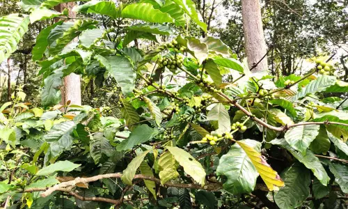 காபி விளைச்சல் அதிகரிப்பு