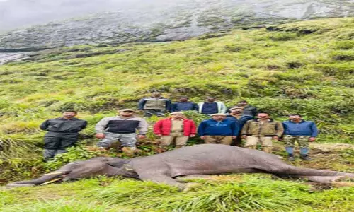வழுக்கி விழுந்து காட்டு யானை சாவு
