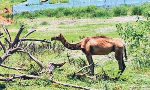 சாலையோரம் சுற்றி திரிந்த ஒட்டகம் - வனத்துறையினர் மீட்டனர் சாலையோரம் சுற்றி திரிந்த ஒட்டகம் - வனத்துறையினர் மீட்டனர்