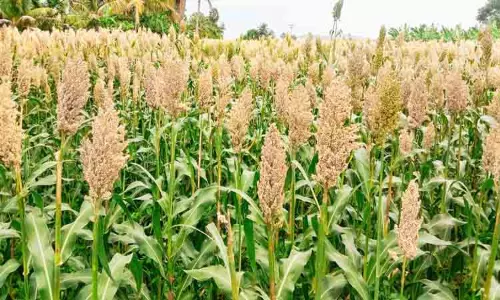 சோளம் சாகுபடியில் ஆர்வம் காட்டும் விவசாயிகள்