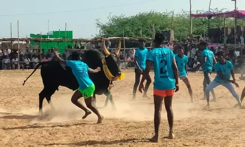 வடமாடு மஞ்சுவிரட்டு வடமாடு மஞ்சுவிரட்டு